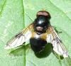 Volucella pellucens